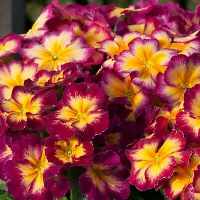 Primula Showstopper Calypso (1401)